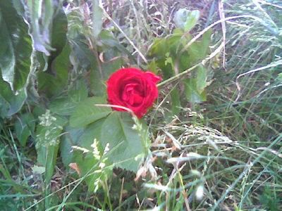 gallery_2460_2308_22182.jpg