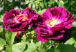 tn_gallery_276_1637_23047.jpg