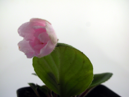 gallery_2821_2099_115038.jpg