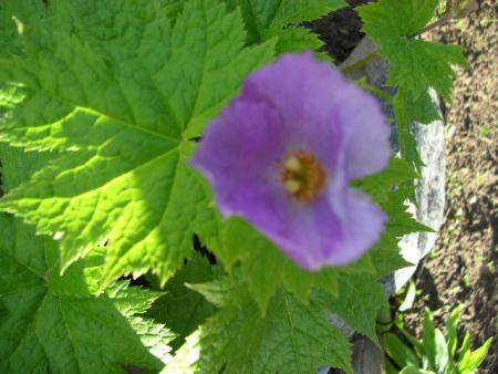 gallery_4269_2525_60064.jpg