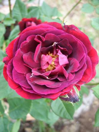 gallery_5307_2392_90146.jpg