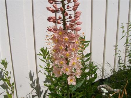 gallery_7440_2469_50737.jpg