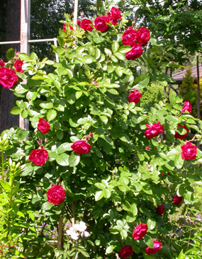 gallery_276_1645_91362.jpg