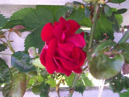 gallery_7440_2469_11041.jpg
