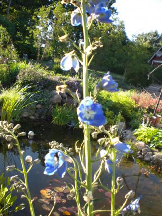 gallery_11521_2434_170410.jpg