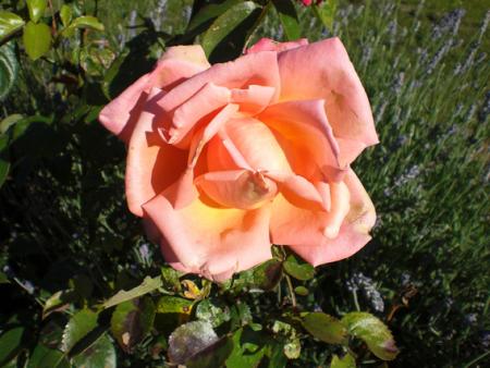 gallery_11521_2434_174696.jpg