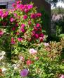 tn_gallery_276_1271_96620.jpg
