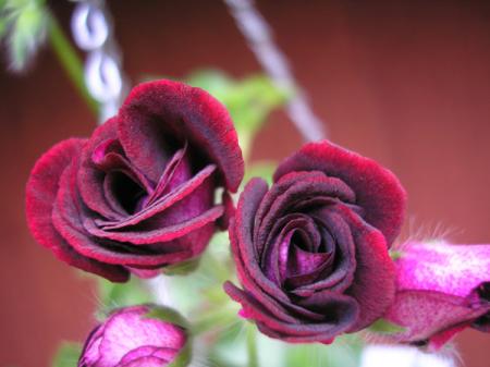 gallery_5783_2425_66415.jpg