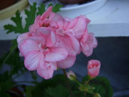 gallery_9679_2480_30310.jpg
