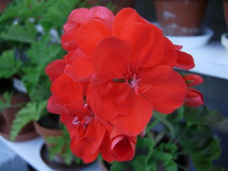gallery_9679_2485_31036.jpg