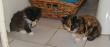 tn_gallery_5429_2458_4284.jpg