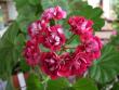 tn_gallery_9679_2491_10787.jpg