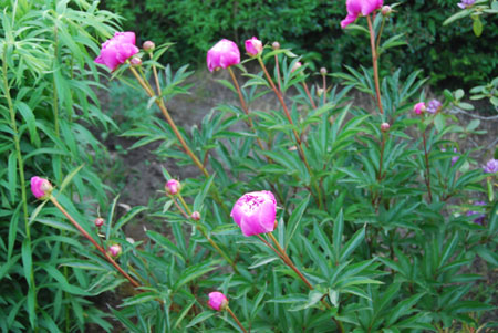 gallery_2178_2474_38410.jpg