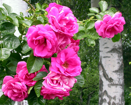 gallery_276_1250_69120.jpg