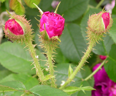 gallery_276_1643_13084.jpg