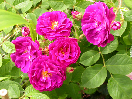 gallery_276_1643_30202.jpg