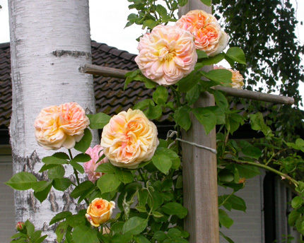 gallery_276_1644_76864.jpg