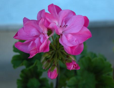 gallery_14383_2571_336274.jpg