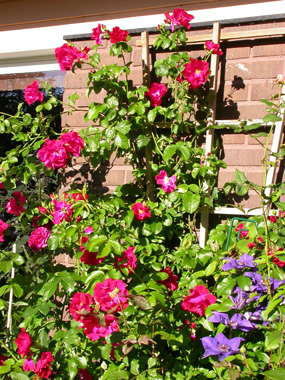 gallery_276_1250_24646.jpg