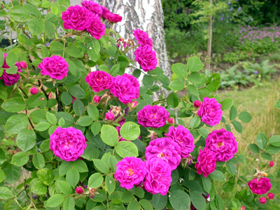 gallery_276_1643_52666.jpg