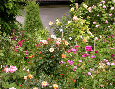 gallery_276_1659_61638.jpg