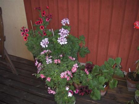 gallery_13145_1560_35119.jpg