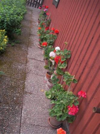 gallery_13145_1560_36162.jpg