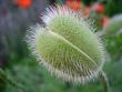 tn_gallery_13447_1715_2527.jpg