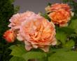 tn_gallery_276_1247_54239.jpg
