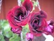 tn_gallery_5783_2425_2200.jpg