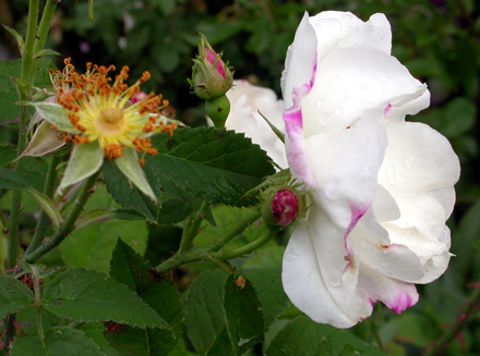 gallery_276_1638_50516.jpg