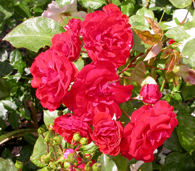 gallery_276_1646_2708.jpg