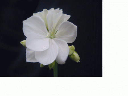 gallery_3622_2396_218260.gif