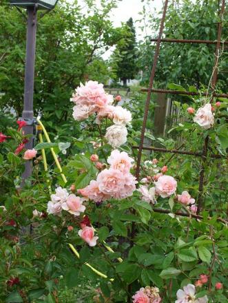 gallery_5307_2392_50510.jpg