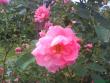 tn_gallery_3494_2581_10343.jpg