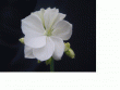 tn_gallery_3622_2396_218260.gif