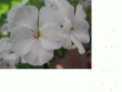 tn_gallery_3622_2396_376962.gif