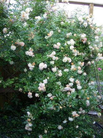gallery_5307_2392_105636.jpg