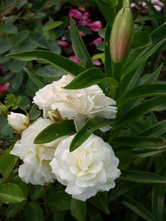 gallery_5307_2392_19003.jpg