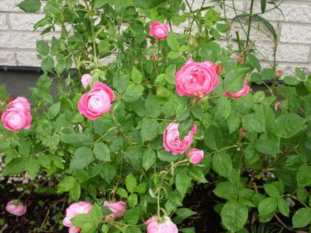 gallery_5307_2392_66204.jpg