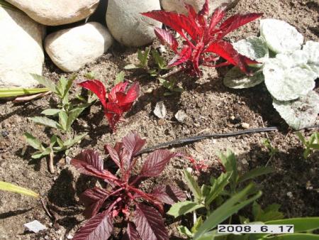 gallery_5956_1861_44723.jpg