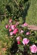 tn_gallery_9317_2391_33164.jpg