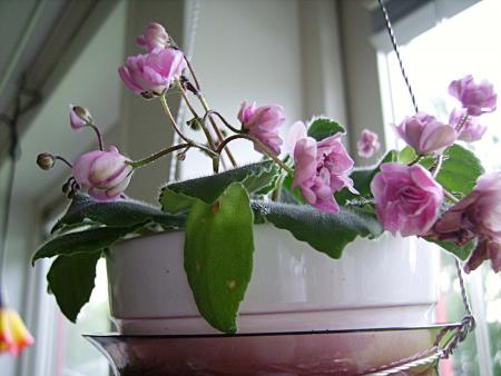 gallery_13447_1715_31258.jpg