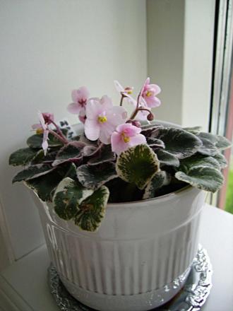 gallery_13447_1715_42271.jpg