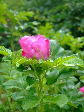 gallery_15505_2315_144829.jpg