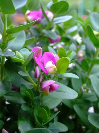 gallery_15505_2315_230290.jpg
