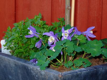 gallery_15505_2315_95147.jpg