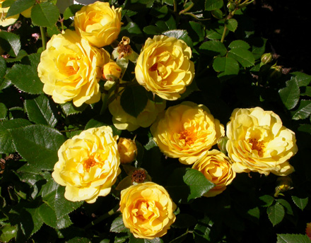 gallery_276_1248_13928.jpg