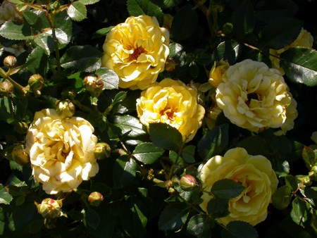 gallery_276_1248_40532.jpg