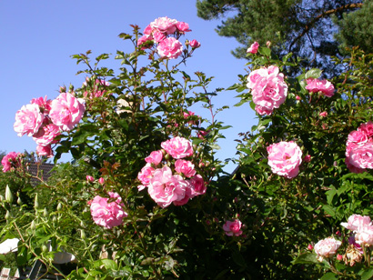 gallery_276_1250_33589.jpg